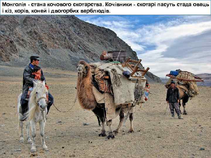 Монголія - стана кочового скотарства. Кочівники - скотарі пасуть стада овець і кіз, корів,