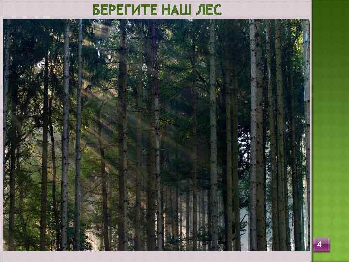 БЕРЕГИТЕ НАШ ЛЕС    4 