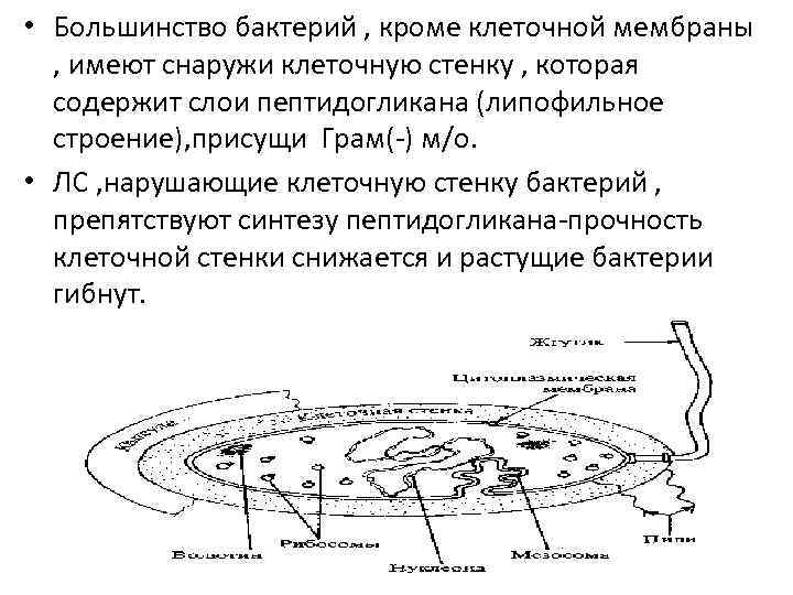  • Большинство бактерий , кроме клеточной мембраны  , имеют снаружи клеточную стенку