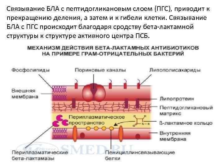 Связывание БЛА с пептидогликановым слоем (ПГС), приводит к прекращению деления, а затем и к