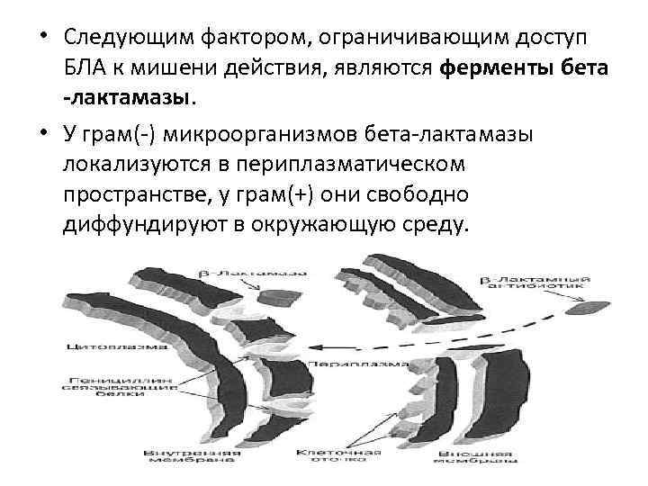  • Следующим фактором, ограничивающим доступ  БЛА к мишени действия, являются ферменты бета