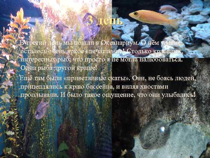     3 день В третий день мы пошли в Океанариум. О