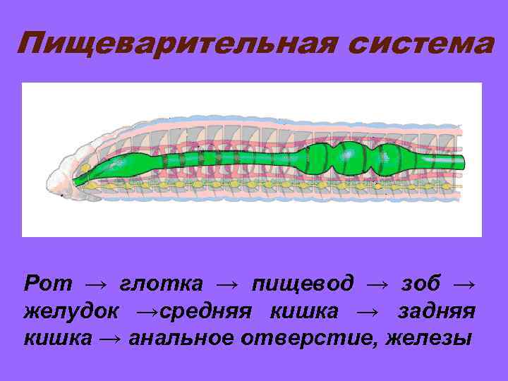 Пищеварительная система Рот → глотка → пищевод → зоб → желудок →средняя кишка →