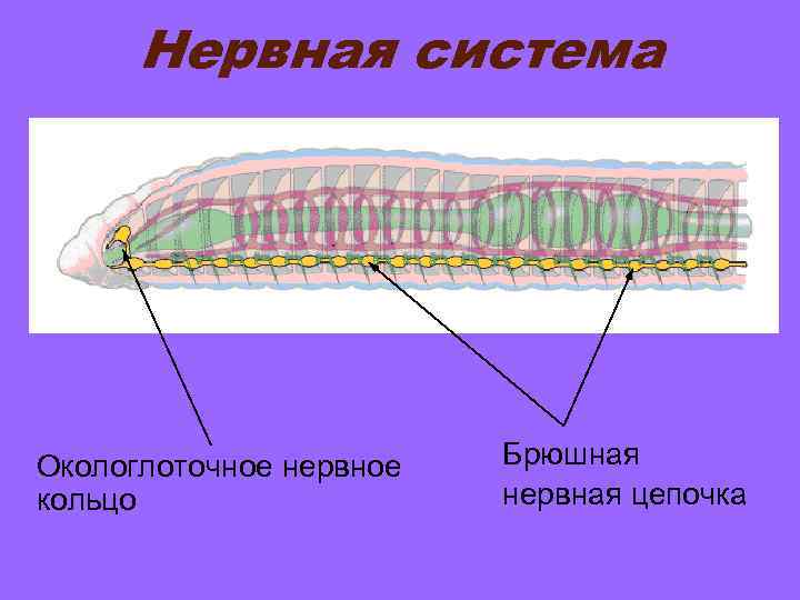 Окологлоточное нервное кольцо система