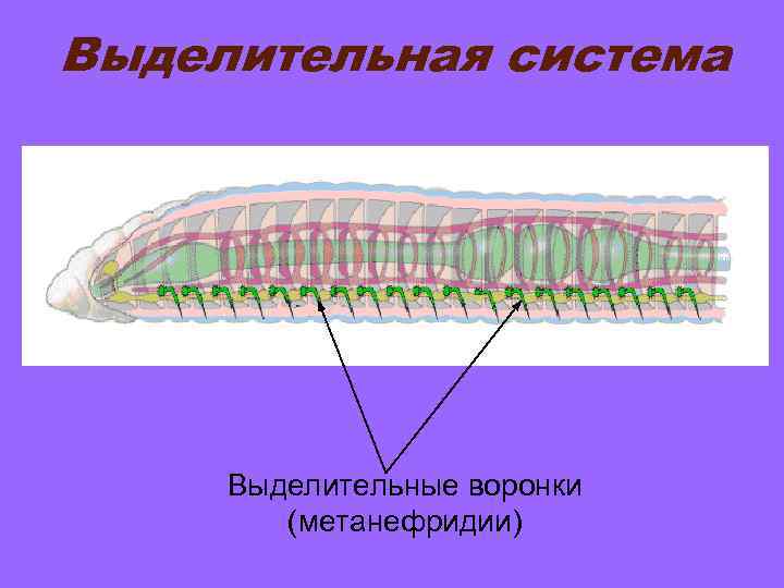 Выделительная система   Выделительные воронки   (метанефридии) 