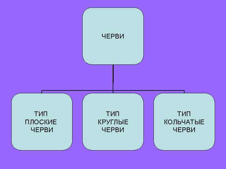    ЧЕРВИ  ТИП ПЛОСКИЕ  КРУГЛЫЕ  КОЛЬЧАТЫЕ ЧЕРВИ 