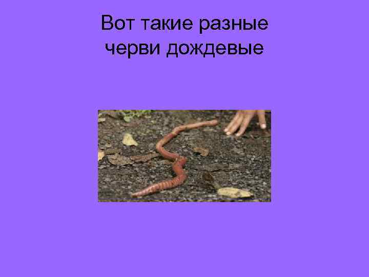 Вот такие разные черви дождевые 