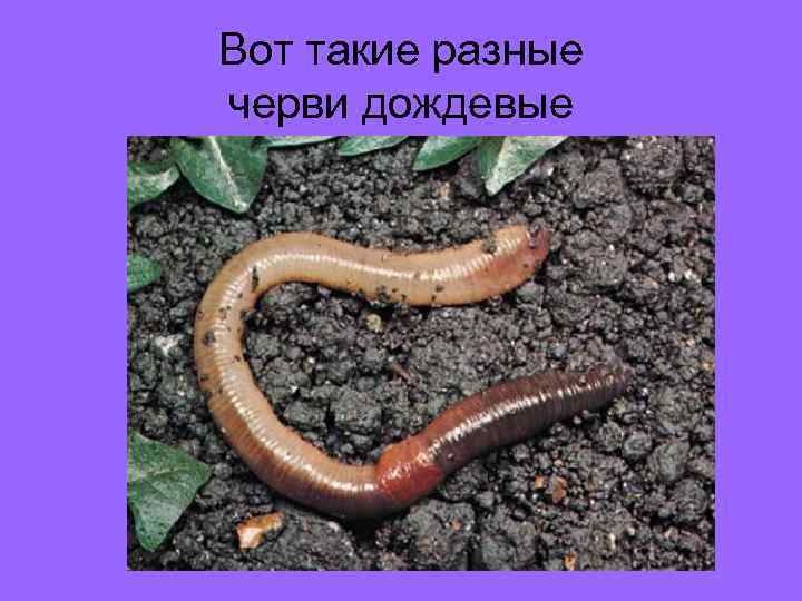 Вот такие разные черви дождевые 