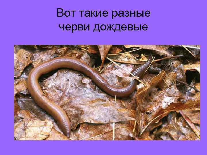 Вот такие разные черви дождевые 