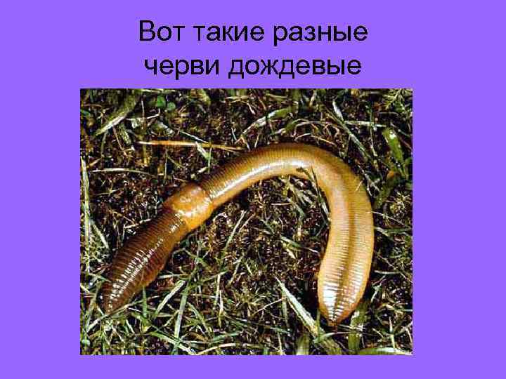 Вот такие разные черви дождевые 
