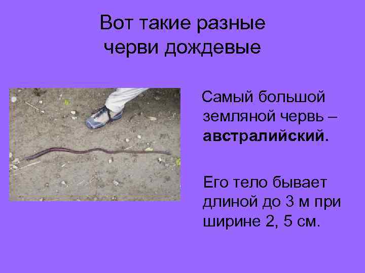 Вот такие разные черви дождевые  Самый большой   земляной червь – 