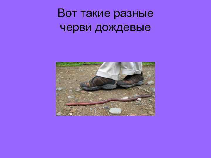 Вот такие разные черви дождевые 