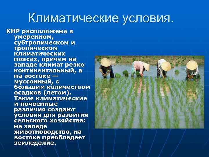  Климатические условия.  КНР расположена в  умеренном,  субтропическом и  тропическом