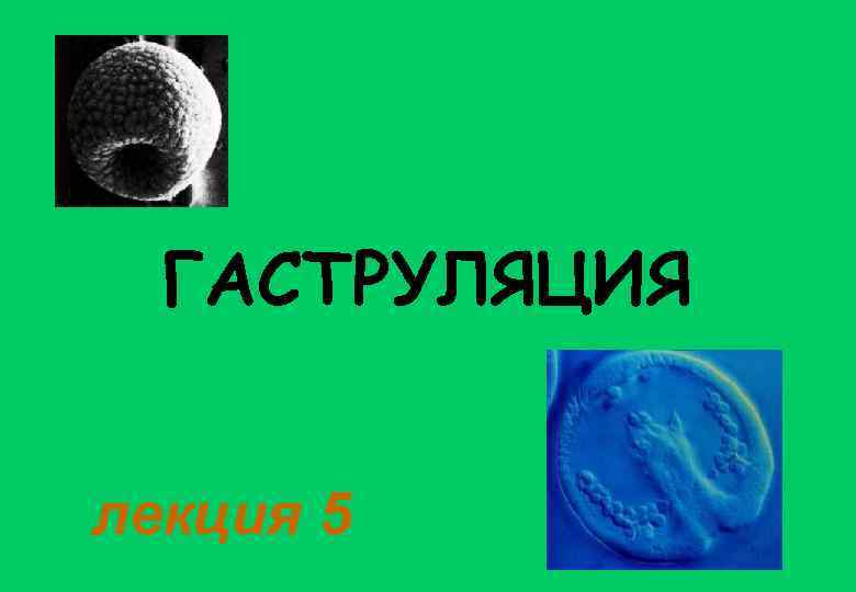  ГАСТРУЛЯЦИЯ  лекция 5 