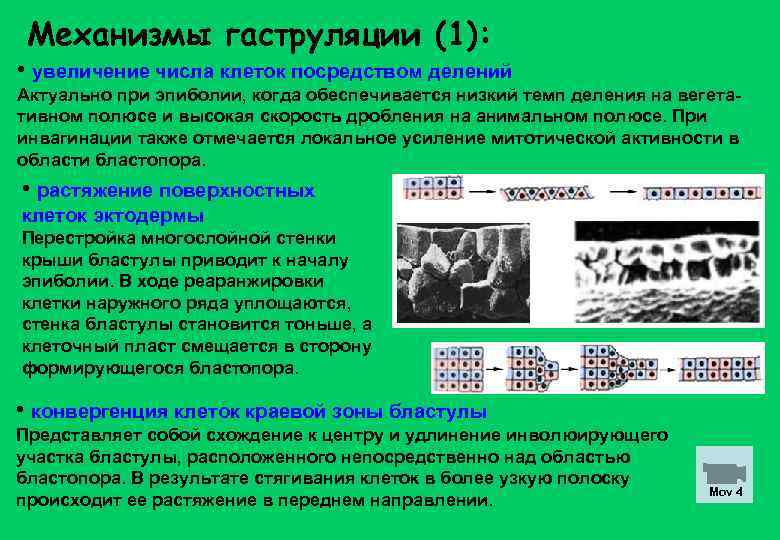  Механизмы гаструляции (1):  • увеличение числа клеток посредством делений Актуально при эпиболии,