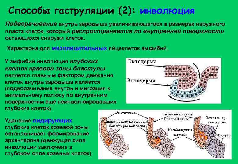 Способы гаструляции (2): инволюция Подворачивание внутрь зародыша увеличивающегося в размерах наружного пласта клеток,