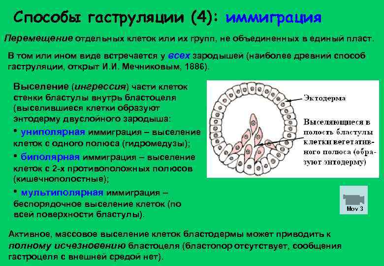  Способы гаструляции (4): иммиграция Перемещение отдельных клеток или их групп, не объединенных в