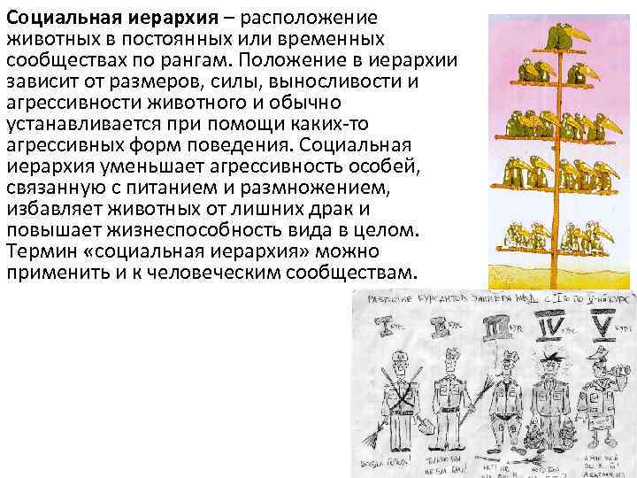 Социальная иерархия – расположение животных в постоянных или временных сообществах по рангам. Положение в