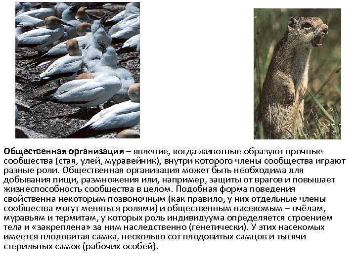Общественная организация – явление, когда животные образуют прочные сообщества (стая, улей, муравейник), внутри которого