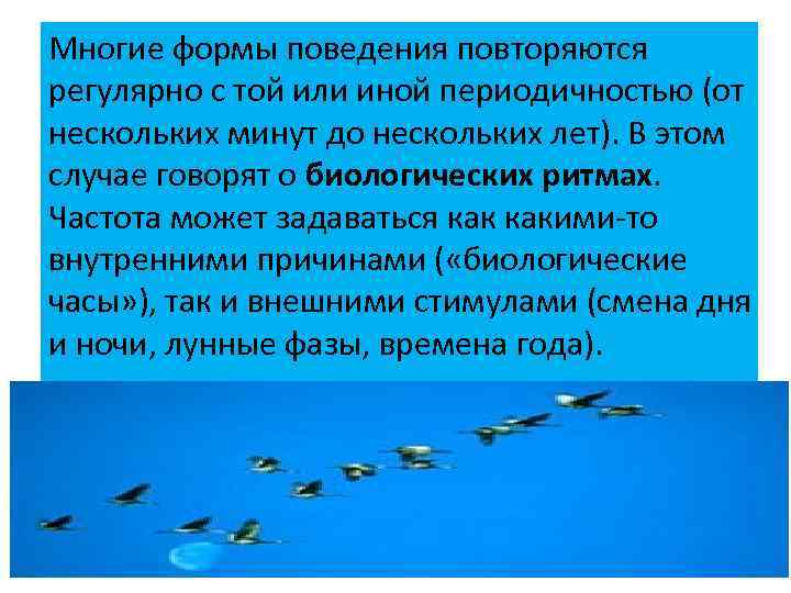 Многие формы поведения повторяются регулярно с той или иной периодичностью (от нескольких минут до