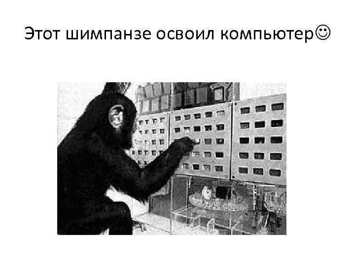 Этот шимпанзе освоил компьютер 