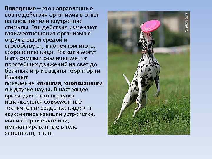 Поведение – это направленные вовне действия организма в ответ на внешние или внутренние стимулы.