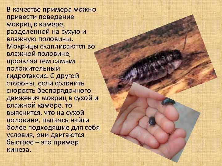 В качестве примера можно привести поведение мокриц в камере,  разделённой на сухую и