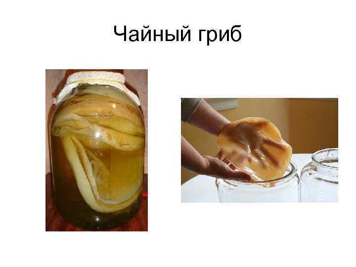 Чайный гриб 