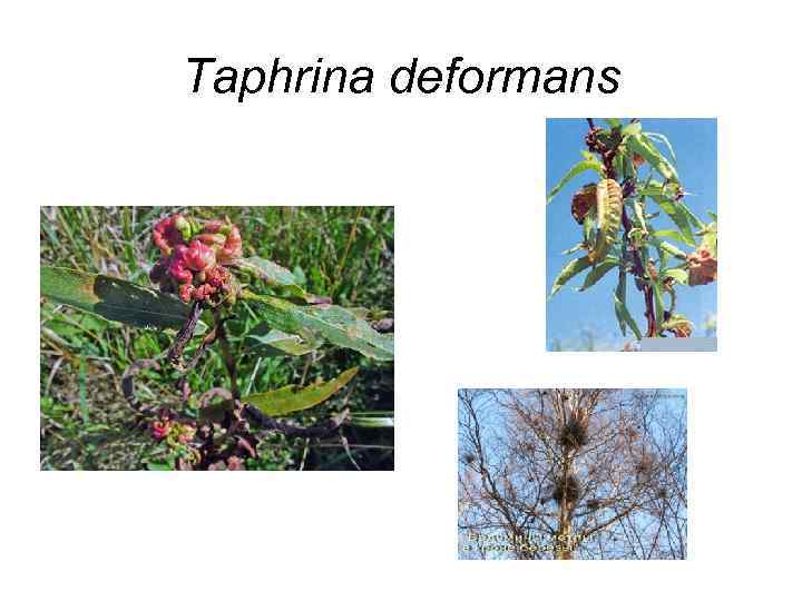 Taphrina deformans 