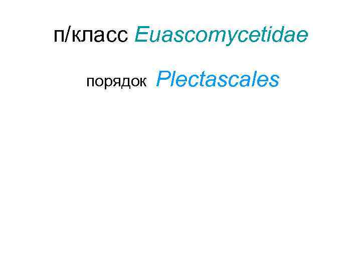 п/класс Euascomycetidae  порядок  Plectascales 