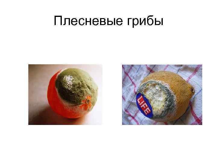 Плесневые грибы 