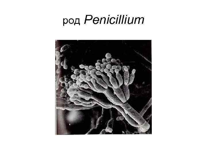род  Penicillium 