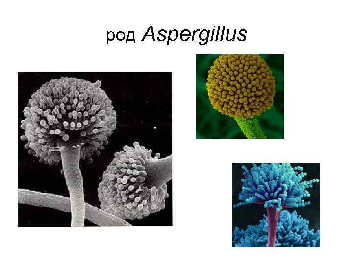 род  Aspergillus 