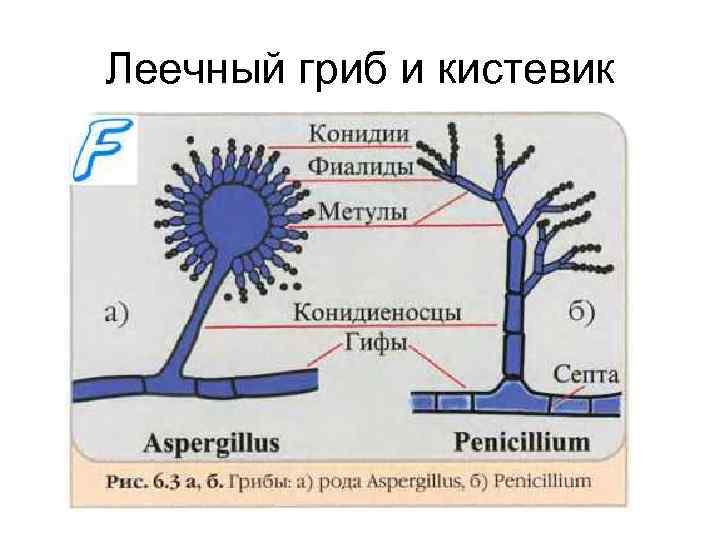 Леечный гриб и кистевик 