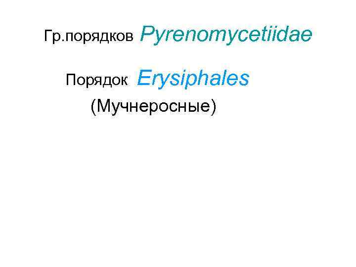 Гр. порядков  Pyrenomycetiidae  Порядок Erysiphales (Мучнеросные) 