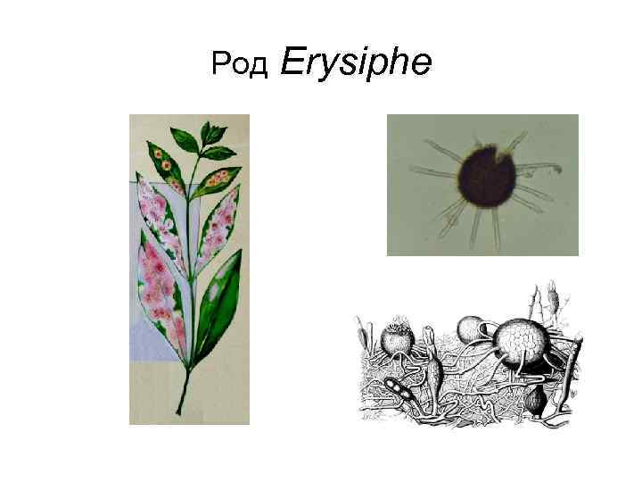 Род  Erysiphe 