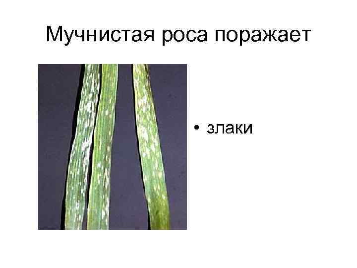 Мучнистая роса поражает   • злаки 