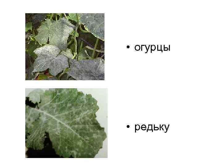  • огурцы • редьку 