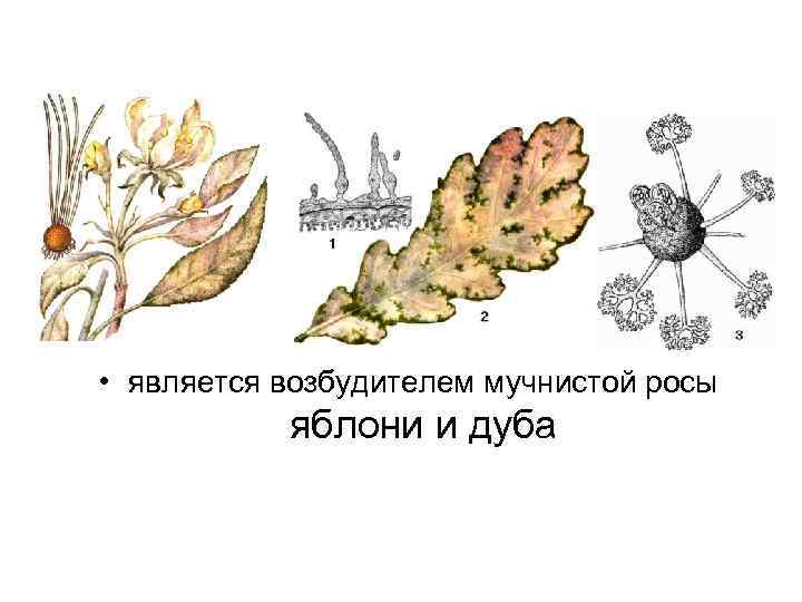  • является возбудителем мучнистой росы  яблони и дуба 