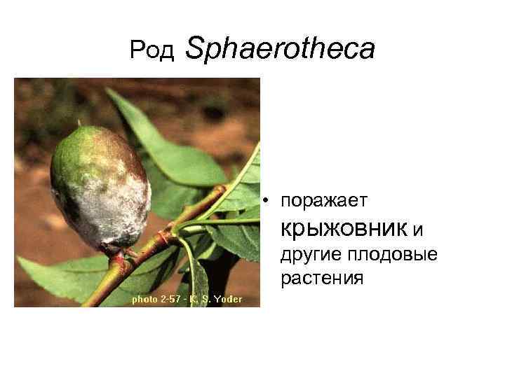 Род  Sphaerotheca    • поражает   крыжовник и  