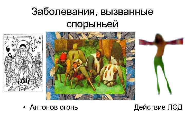  Заболевания, вызванные   спорыньей • Антонов огонь Действие ЛСД 