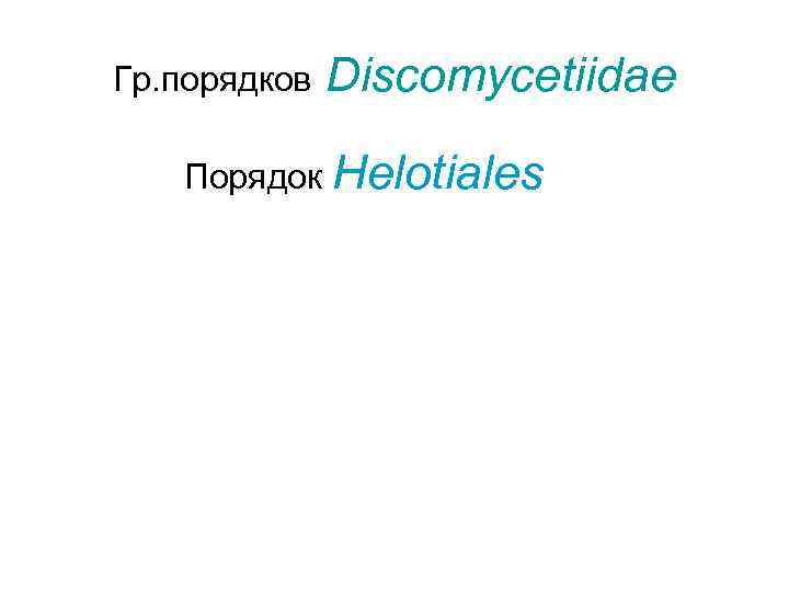 Гр. порядков  Discomycetiidae Порядок Helotiales 