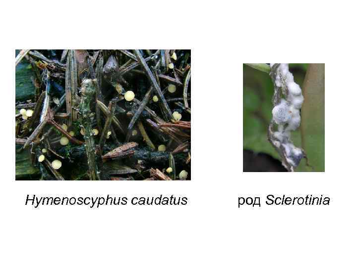 Hymenoscyphus caudatus  род Sclerotinia 