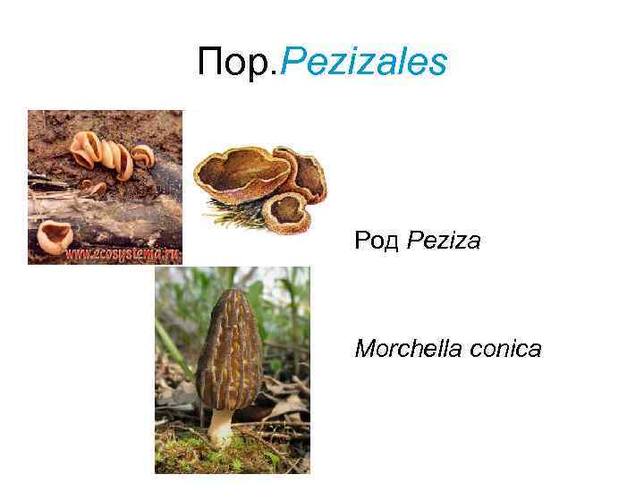 Пор. Pezizales  Род Peziza  Morchella conica 