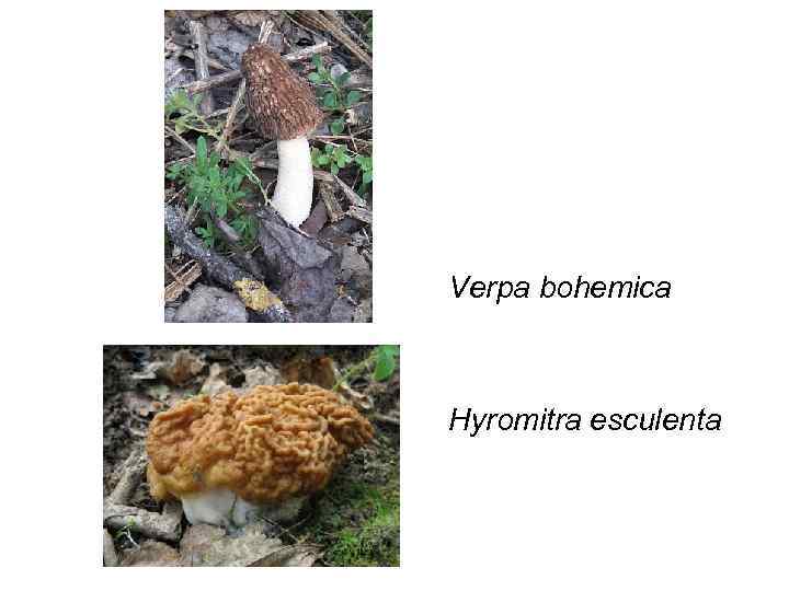 Verpa bohemica  Hyromitra esculenta 