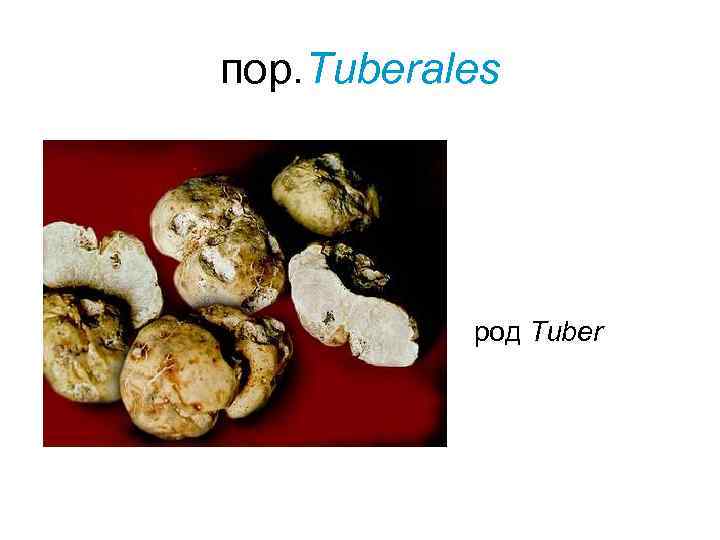 пор. Tuberales    род Tuber 