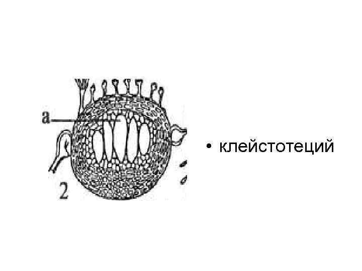  • клейстотеций 