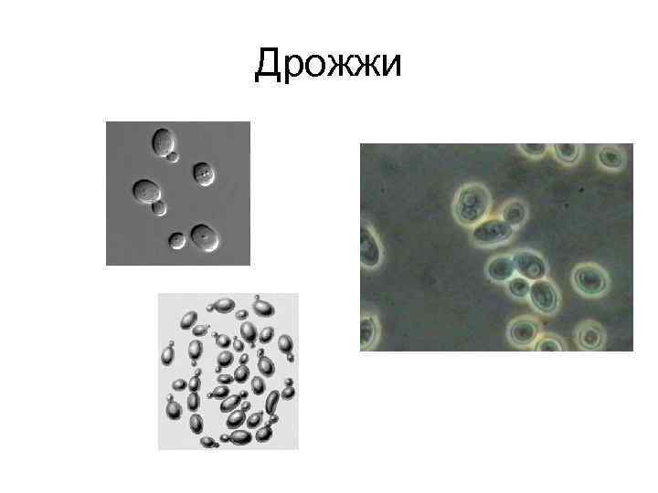 Дрожжи 