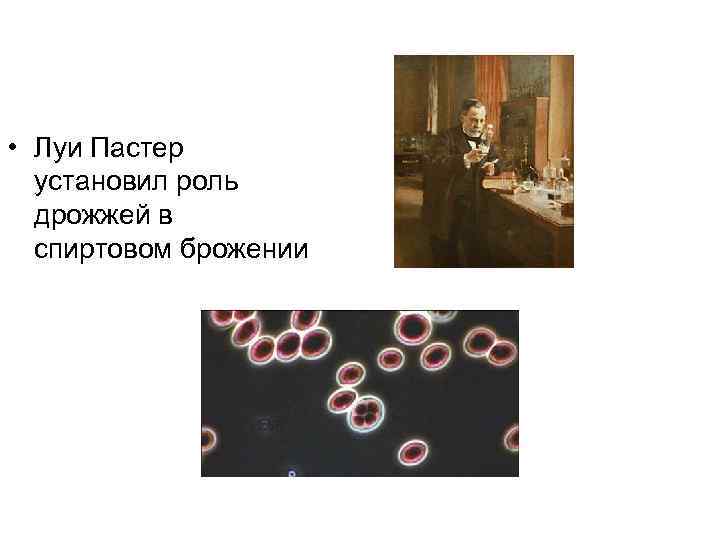  • Луи Пастер  установил роль  дрожжей в  спиртовом брожении 