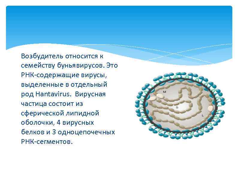 Возбудитель относится к семейству буньявирусов. Это РНК-содержащие вирусы, выделенные в отдельный род Hantavirus. Вирусная